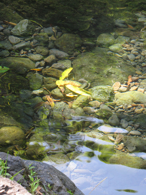 mango-leaves-in-chings-pond