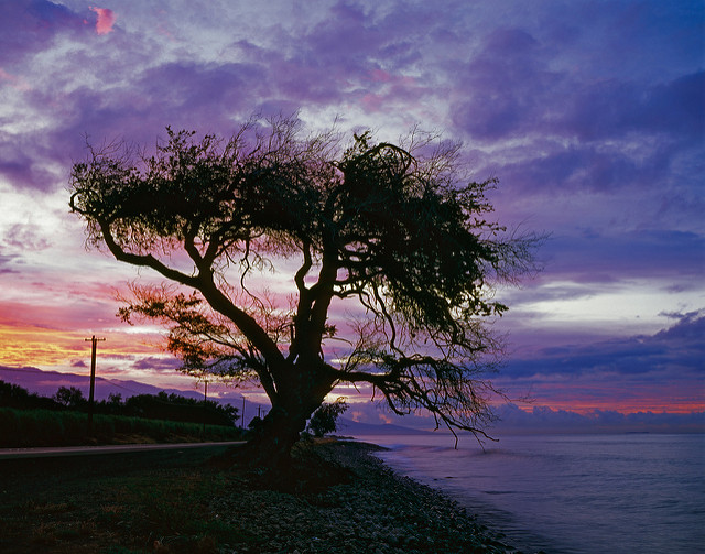 scraggly-tree-sunrise