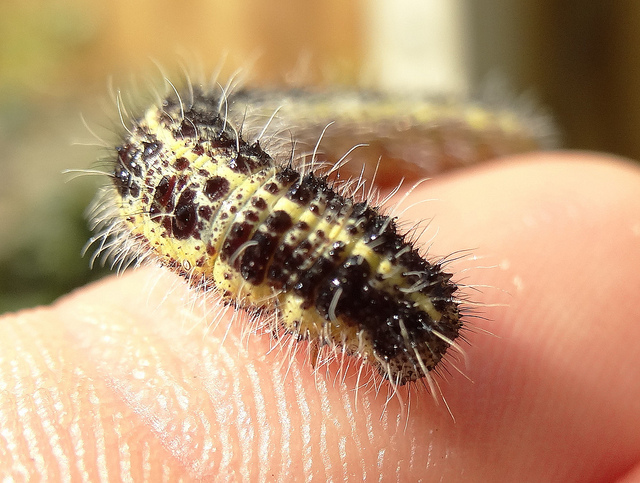 caterpillar-on-finger