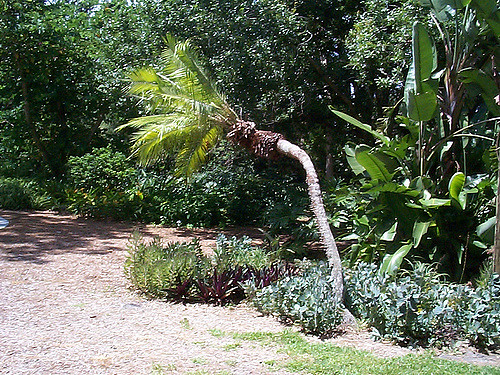 windswept-coco-palm