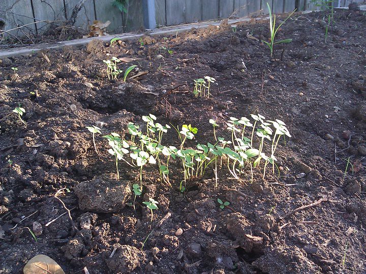 growing-seedbombs