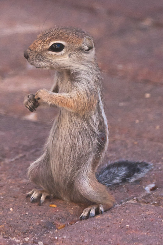 kung-fu-squirrel