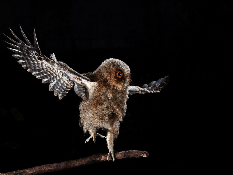 owl landing on a branch