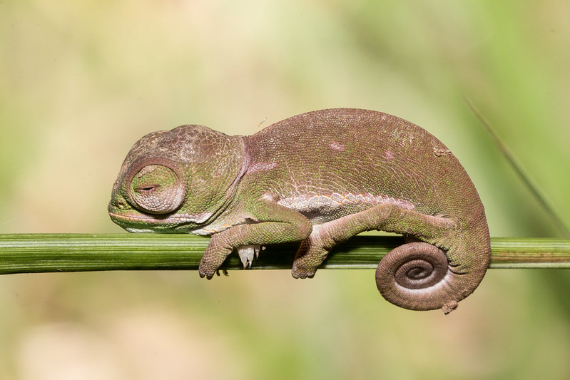 fat Jackson's chameleon clinging to a branch