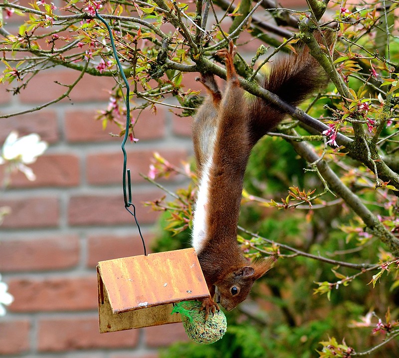 image of squirrel successfully grabbing the protected grain