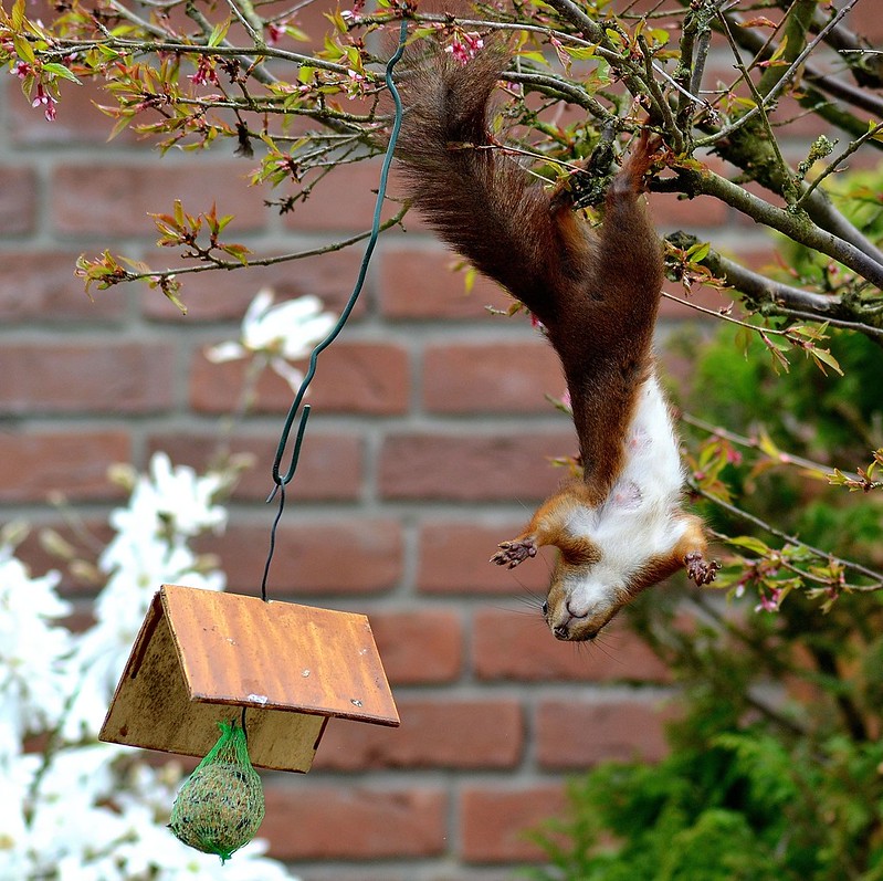 squirrel trying to get to a sack of grain