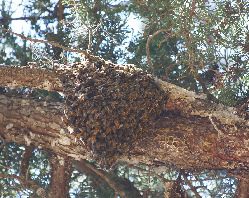 bee swarm illustration