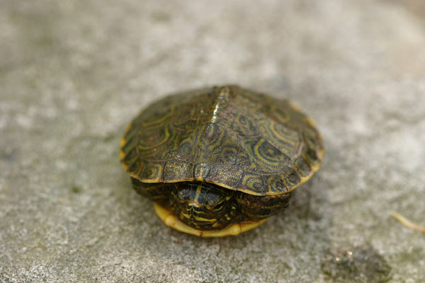 small turtle with legs and head inside its shell