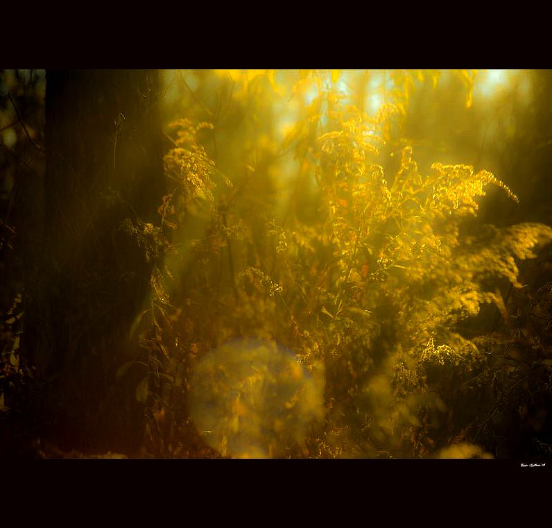 golden light flooding forest scene
