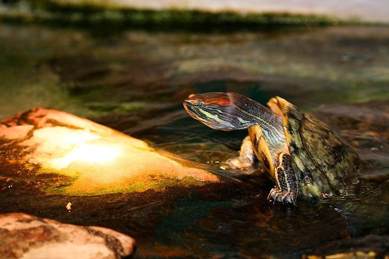 turtle struggling up a rock