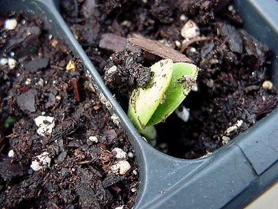 tiny seedling popping out of the dirt referencing plant "determination"