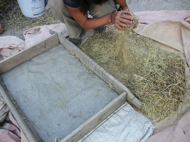 person using screen to harvest seeds