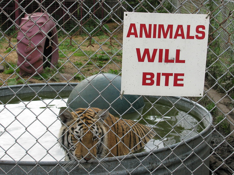 tiger in big tub in a cage with sign, "animals will bite"