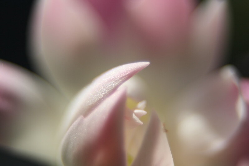 close-up of a pink flower