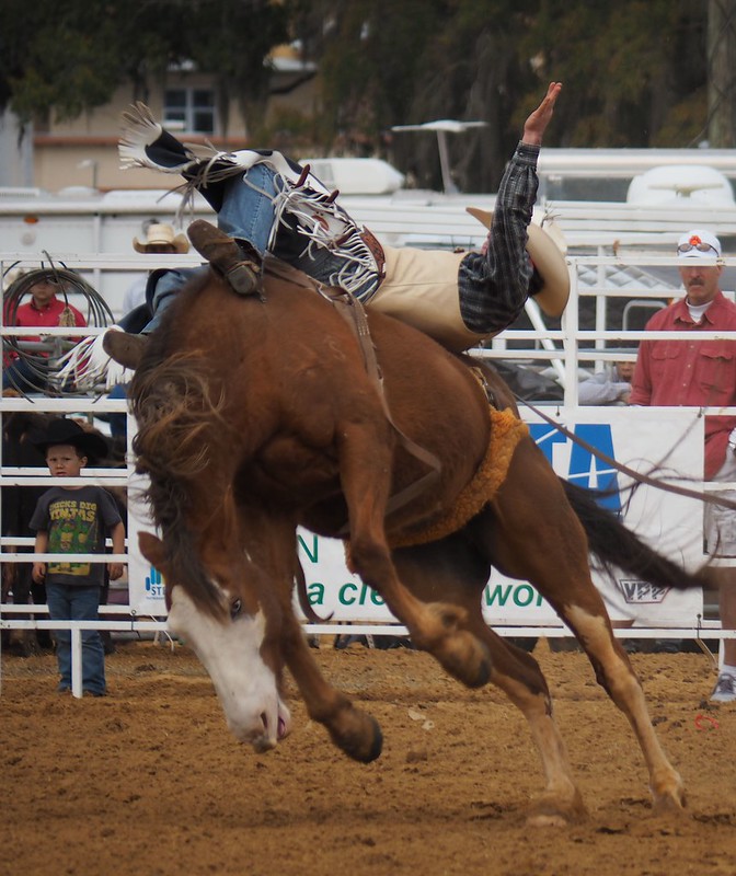 bronco rider at a rodeo