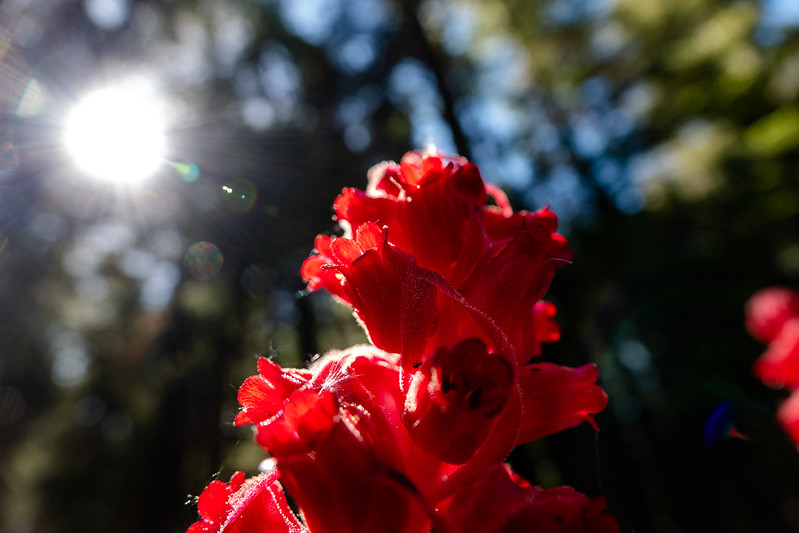 sunlight shining through petals of red flower