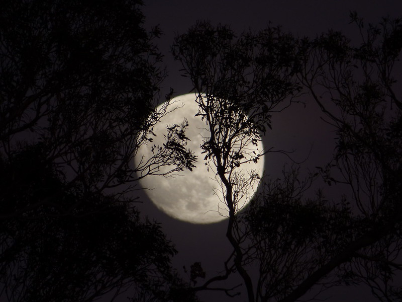full moon seen through the trees