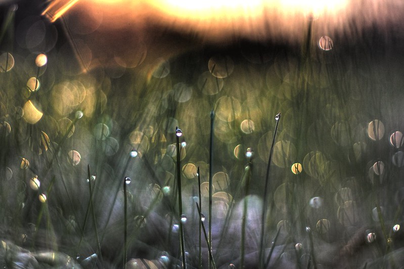 bokeh image of grass with dew