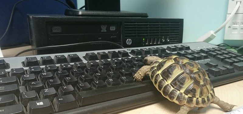 turtle climbing onto a computer keyboard on a desk