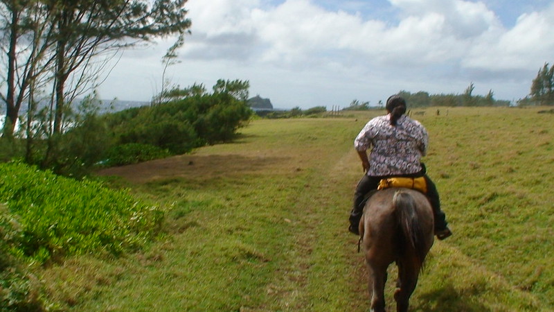 back view of a horserider on a trail through pasture