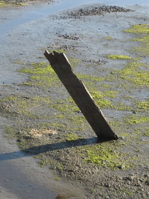 board stuck in the river mud