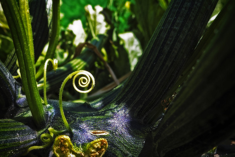 spiraling new fern spiral