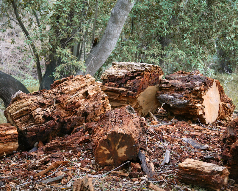 pile of weathered wooden logs