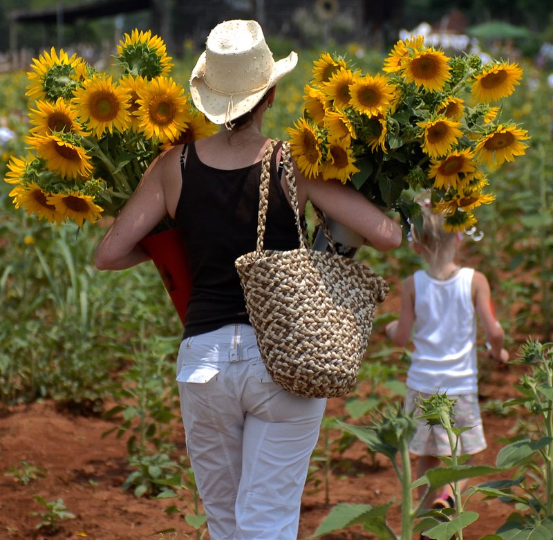 woman carrying armloads of sunflowers walking behind a young girl