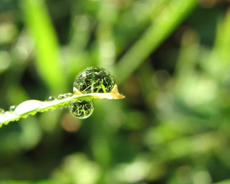 dew drops on grass blade