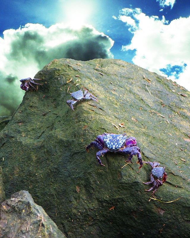 crabs climbing up a rock in a line