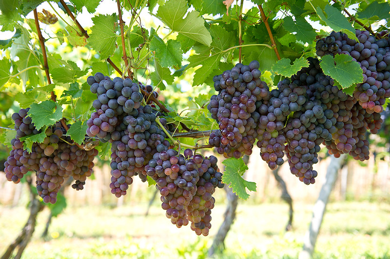 bunches of grapes on a vine