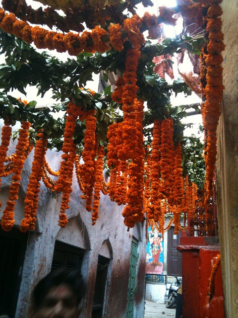 strands of flowers suspended on a trellis and hanging down over an alley 