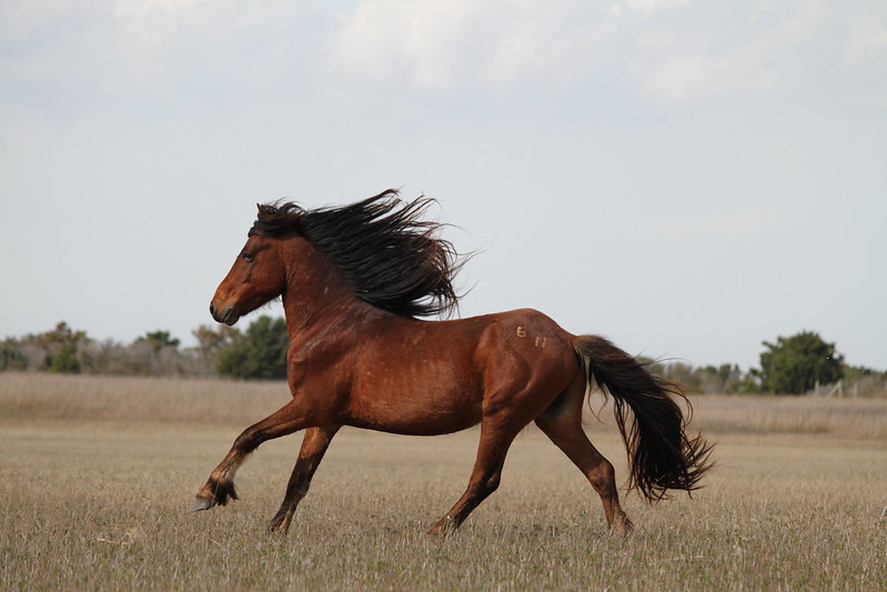 a galloping horse running free
